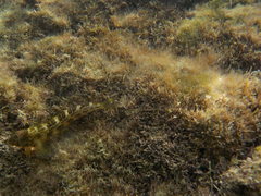 Microlipophrys canevae