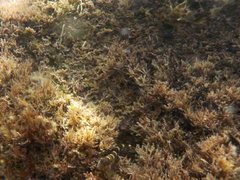 Microlipophrys canevae