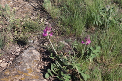 Hedysarum argyrophyllum