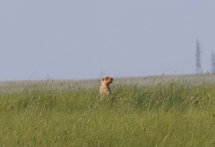 Marmota bobak