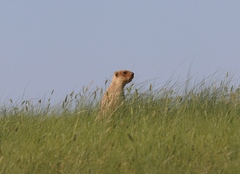 Marmota bobak