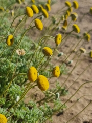 Foveolina dichotoma