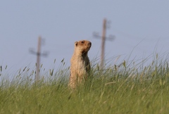 Marmota bobak