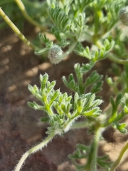 Foveolina dichotoma