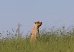Marmota bobak