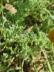 Foveolina dichotoma