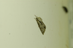 Acronicta tridens