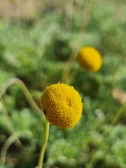 Foveolina dichotoma