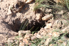 Marmota bobak