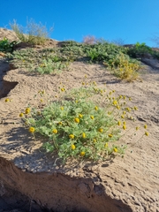 Foveolina dichotoma