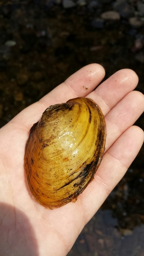 Yellow Lampmussel