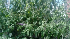 Buddleja davidii