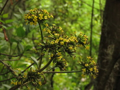 Kalanchoe grandiflora