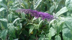 Buddleja davidii