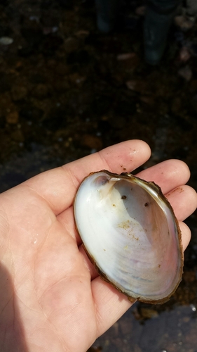 Yellow Lampmussel