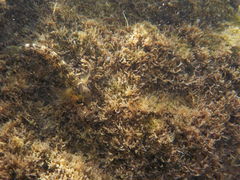 Microlipophrys canevae