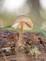 Entoloma readiae