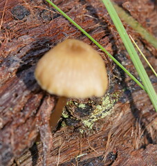 Entoloma readiae