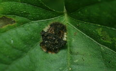 Laccoptera nepalensis