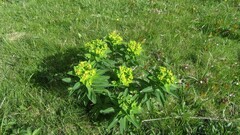Euphorbia hyberna