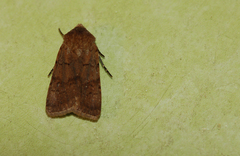 Diarsia rubi