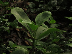 Kalanchoe grandiflora