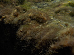 Coryphoblennius galerita