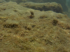 Microlipophrys dalmatinus