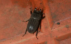 Dorcus