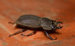 Dorcus
