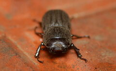 Dorcus