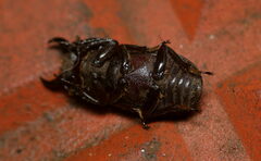 Dorcus