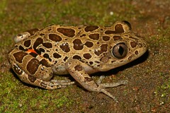 Hylambates maculatus