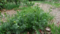 Jacobaea adonidifolia