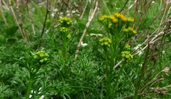 Jacobaea adonidifolia