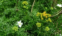 Jacobaea adonidifolia