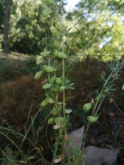 Reseda phyteuma
