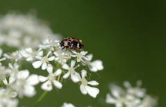 Anthrenus scrophulariae