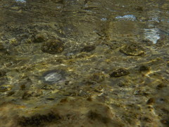 Coryphoblennius galerita