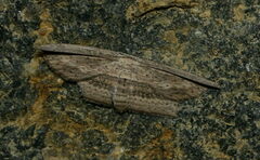 Phalacra vidhisara