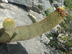 Coryphantha erecta
