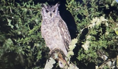 Bubo cinerascens