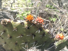 Opuntia stenopetala