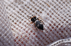 Poecilochroa
