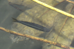 Melanotaenia splendida splendida