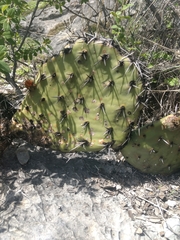 Opuntia stenopetala