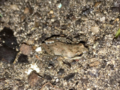 Cacosternum australis