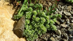 Scleranthus perennis