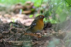 Geokichla piaggiae