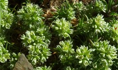 Scleranthus perennis